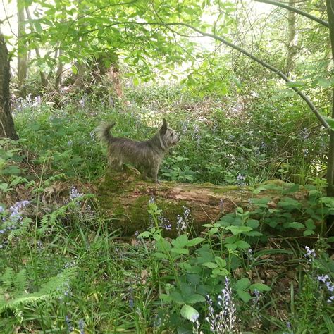 GREAT BOOKHAM COMMON (2026) All You Need to Know BEFORE You Go (with ...
