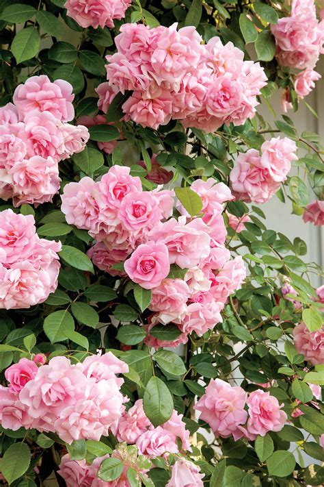 Our favorite climbing roses – Artofit