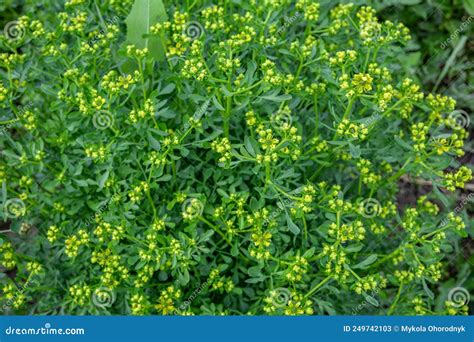 Common Rue, Ruta Graveolens a Herbal Plant Stock Image - Image of ...