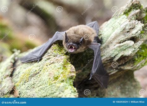 Big Brown Bat, Eptesicus Fuscus, Mouth Open Showing Fangs Royalty-Free Stock Image ...