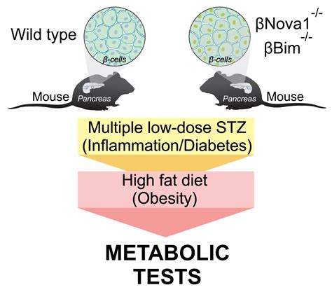 Nova1 or Bim Deficiency in Pancreatic β-Cells Does Not Alter Multiple ...
