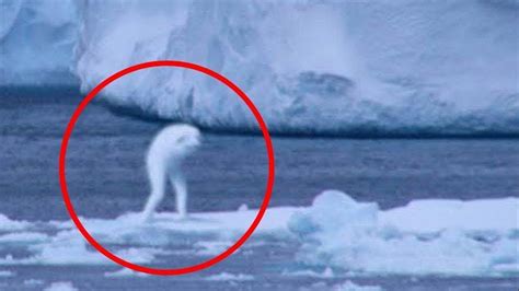 Image result for Extinct Animals Sea Creatures