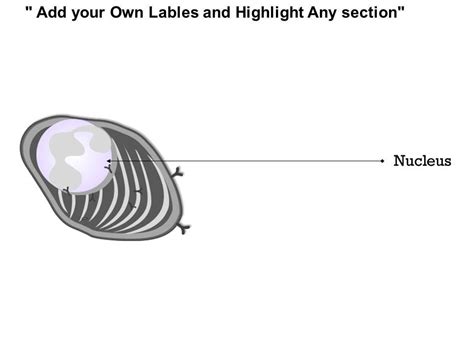 Plasma Cell Structure 的图像结果