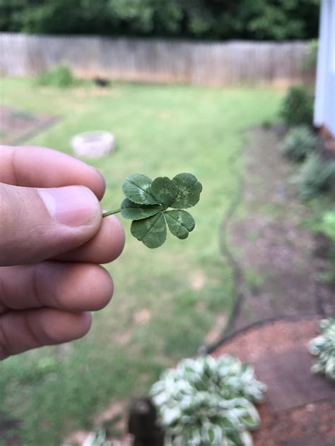 This six leaf clover I found : r/mildlyinteresting
