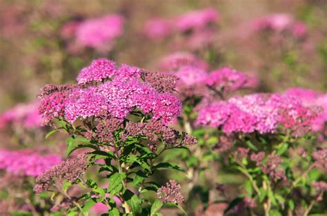 Best Shrubs With Pink or Magenta Flowers