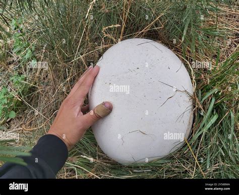 giant puffball (Calvatia gigantea) Fungi Stock Photo - Alamy