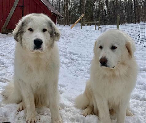 High Mountain Pyr Pups - Great Pyrenees Puppies for Sale in Winchester ...
