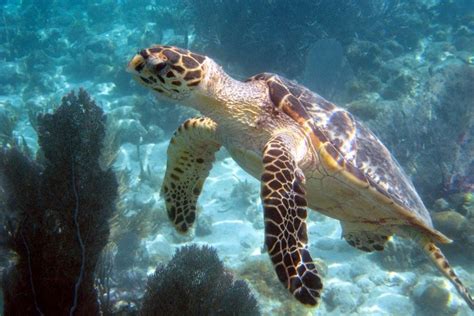 Image result for Turtle Method Multiplication