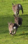 Image result for Easter Bunny Hopping