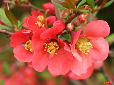 Common flowering quince | The Morton Arboretum