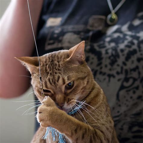 Why Do cats Purr?