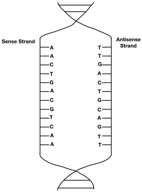 Image result for Complementary Protein Synthesis Strand