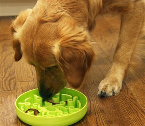 Prototypes For Our Pets