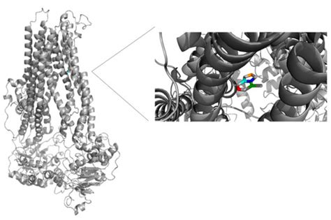 Specific MRP4 Inhibitor Ceefourin-1 Enhances Apoptosis Induced by 6 ...