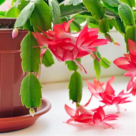 Christmas Cactus Care Tips and Tricks - Indoor Plant Care