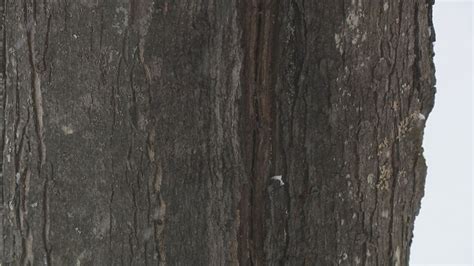 Image result for Trees Explode Cold