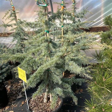 Cedrus atlantica 'Horstmann' ~ Horstmann Blue Atlas Cedar – ServeScape