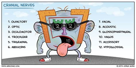 Face Drawing Cranial Nerves at Mary Wilber blog