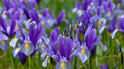 Iris: cuidados, floración y significado | Architectural Digest