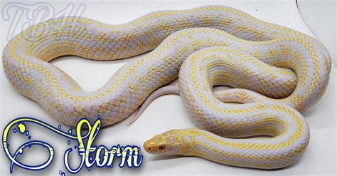 Corn Albino Snake