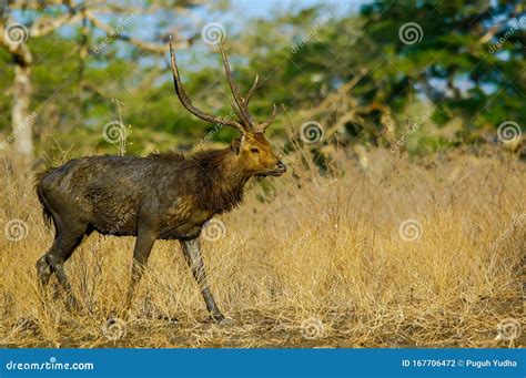 Java Animals 的图像结果