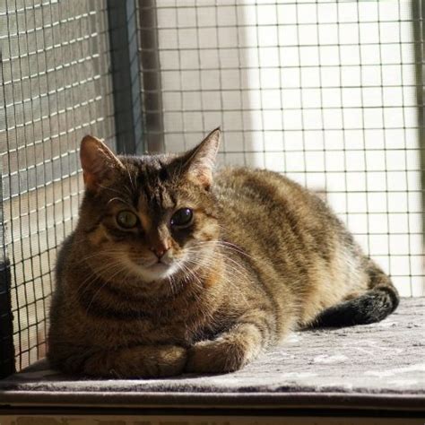 Image result for Best Cat Window Boxes