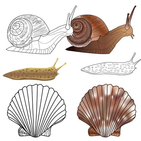 Snails Squid Phylum at Loretta Burroughs blog