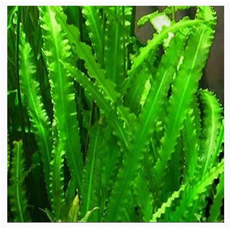 Live Aquarium Plants Seeds (Betta Bulbs) for Planted Tanks Easy to Grow ...