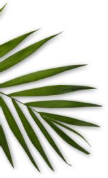 Be U Natural Salon - India's Best Affordable Quality Salons