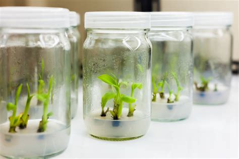 Tissue Culture in Plant Propagation: A Revolutionary Technique – Plants ...