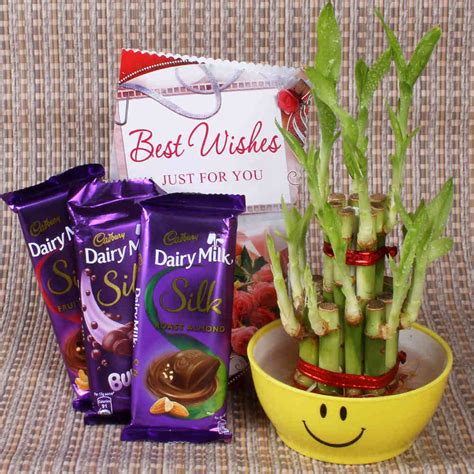 Good luck Bamboo Plant with Cadbury Chocolates – Chocolate Delivery Online