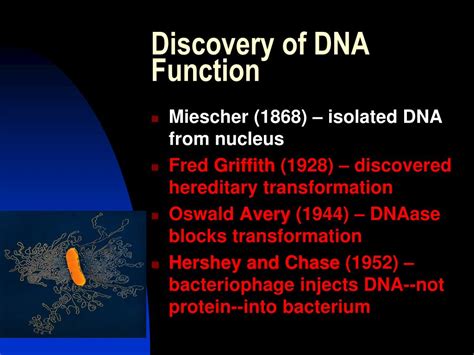 Image result for DNA Function