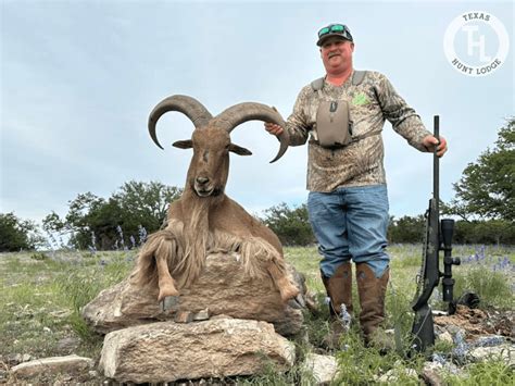 Trophy Aoudad Sheep Hunts in Texas | Texas Hunt Lodge