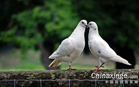白鸽--中国信鸽信息网相册