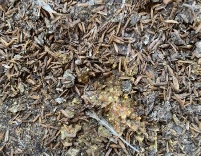 Healthy Gut: Chicken Water Quality - Trouw Nutrition