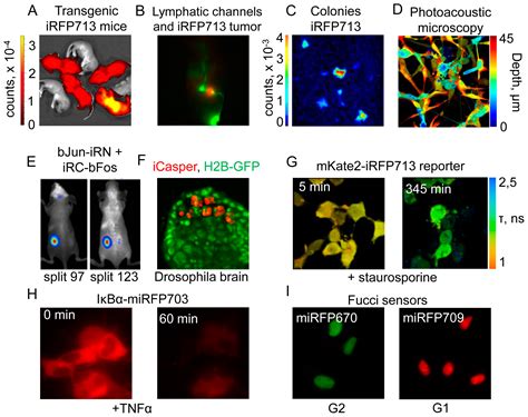 Bacterial Phytochromes, Cyanobacteriochromes and Allophycocyanins as a ...