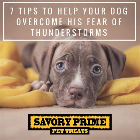 7 Tips To Help Your Dog Overcome His Fear Of Thunderstorms - Savory Prime Pet Treats