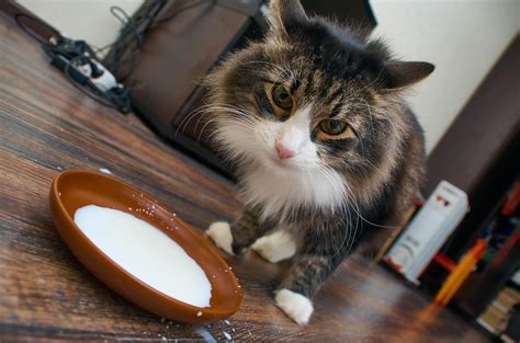 Can Cats Drink Oat Milk?