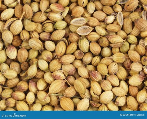 Dried Coriander In Spanish at William Behm blog