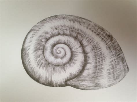 Image result for Snail Shell Drawing