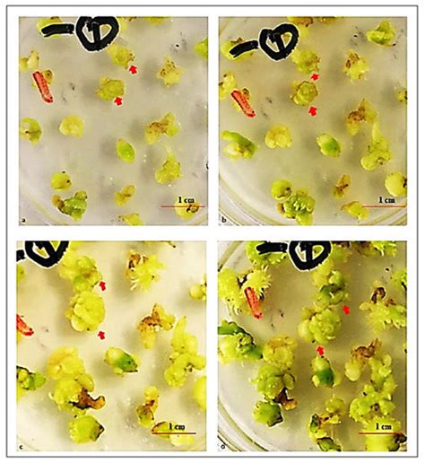 Induction, Proliferation, Regeneration and Kinsenoside and Flavonoid ...