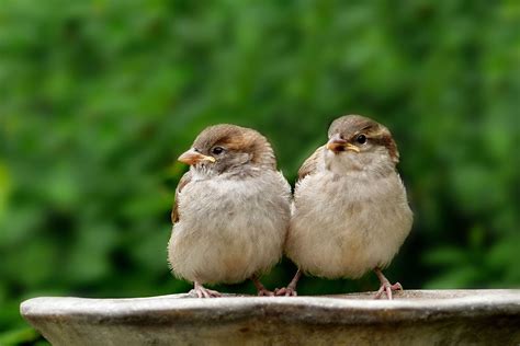 Sparrow symbolism 17 spiritual meanings of sparrow – Artofit