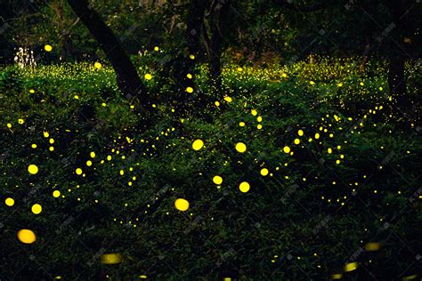 同步发光萤火虫照亮了大烟山国家公园中的森林 (© Floris van Breugel/Minden Pictures)