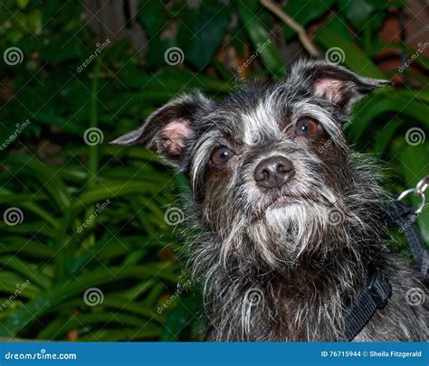 Border Terrier Schnauzer Mix
