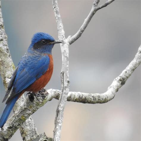 India @75: Celebrating 75 Birds of India – From Ladakh to Little ...