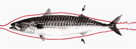 10. The fish is said to be adapted to move in water. This is because ...