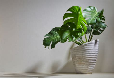Indoor Plants Choosing the Right Green Companions – Navikriti