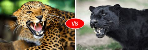 Jaguar vs Panther fight comparison & difference- who will win?
