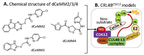 Molecular Glues: Capable Protein-Binding Small Molecules That Can ...