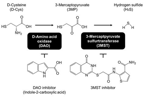 D-Cysteine Activates Chaperone-Mediated Autophagy in Cerebellar ...